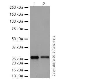 Anti-MMP7 antibody [EPR17888-101](AB205525)