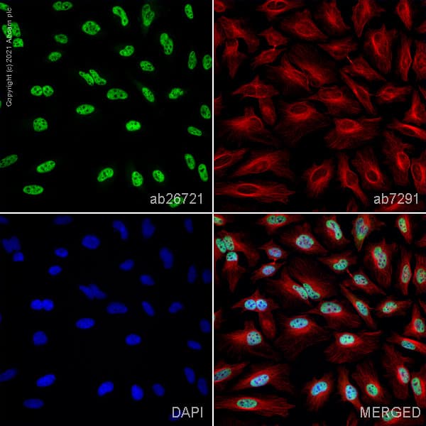Anti-RNA polymerase II CTD repeat YSPTSPS antibody - ChIP Grade(AB26721)