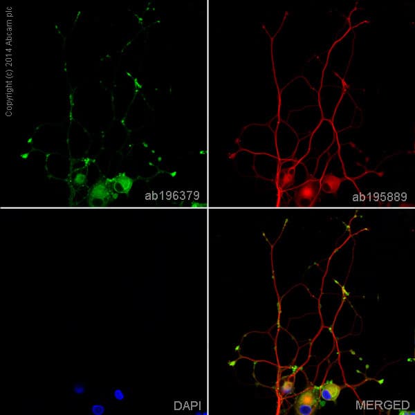 Alexa Fluor® 488 Anti-Synaptophysin antibody [YE269](AB196379)