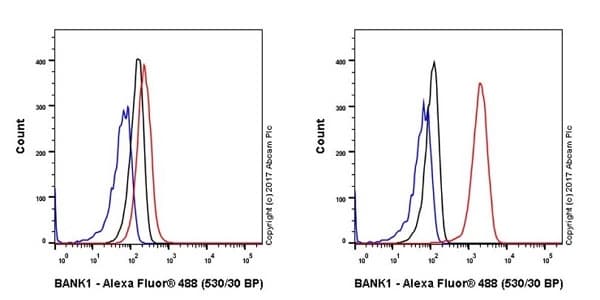 Anti-BANK1 antibody [EPR20788] - BSA and Azide free(AB230492)
