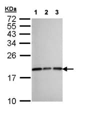 Anti-CXCL14 antibody(AB137541)
