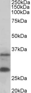 C16orf57 Antibody Ab240421  Western Blot Img84030