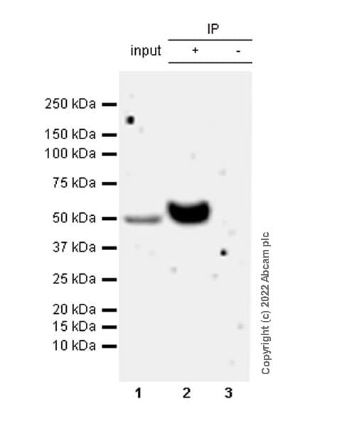 VeriBlot for IP Detection Reagent (HRP)(AB131366)