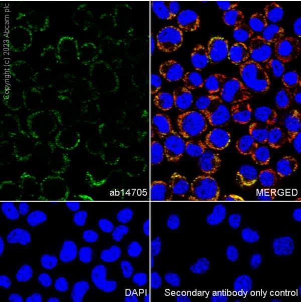 Anti-MTCO1 antibody [1D6E1A8](AB14705)