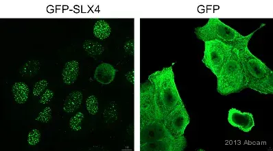 Gfp Antibody Ab13970 Immunocytochemistry Immunofluorescence Img40653