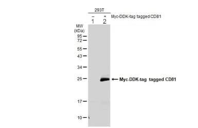 Anti-CD81 antibody(AB155760)