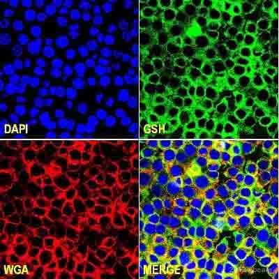 Anti-Glutathione antibody [D8](AB19534)