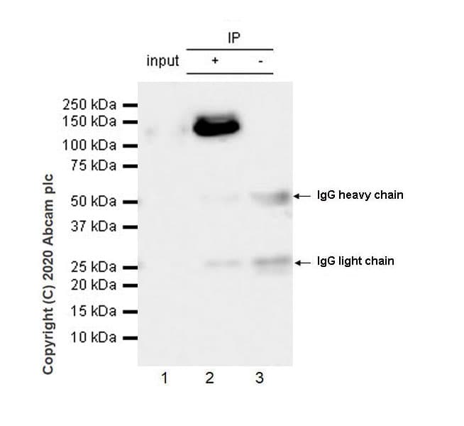 Anti-Collagen I antibody [EPR24331-53](AB270993)