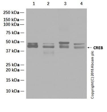 Anti-CREB antibody [E306] - BSA and Azide free(AB221216)
