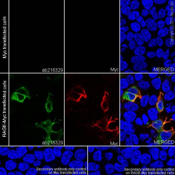 Anti-RAGE antibody [EPR21171](AB216329)