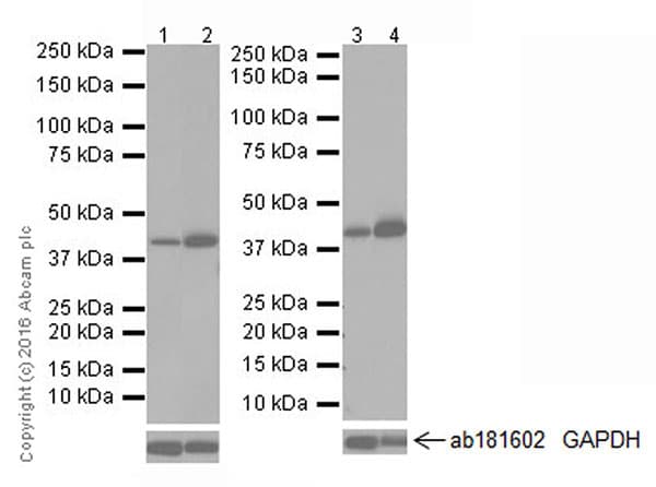 Anti-PDK4 antibody [EPR19727-245](AB214938)