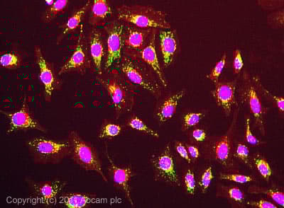 Anti-Mitochondria antibody [113-1] - BSA and Azide free(AB92824)