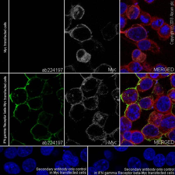 Anti-IFN gamma Receptor beta/AF-1 antibody [EPR22171] - BSA and Azide free(AB240559)