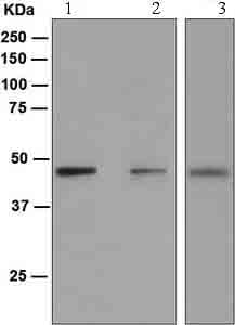 Anti-PAX5 antibody [EPR3730(2)](AB109443)