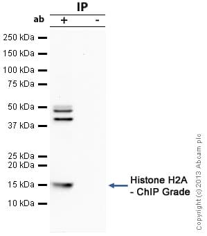 Anti-Histone H2A antibody - ChIP Grade(AB18255)