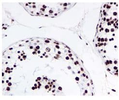 Anti-Histone H4 (acetyl K16) antibody [EPR1004] - BSA and Azide free(AB194352)