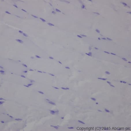 Olfactory Marker Protein Omp Antibody Epr19157 Bsa And Azide Free Ab250713  Immunohistochemistry Formalin Pfa Fixed Paraffin Embedded Sections Img128698
