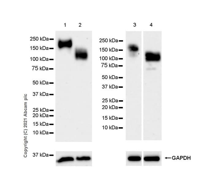 Anti-OSMR antibody [EPR24786-50] - BSA and Azide free(AB284413)