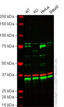 Ab257809  Western Blot Img164967