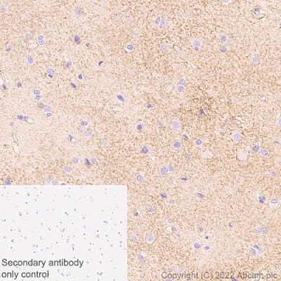 Anti-xCT antibody [EPR27115-64](AB307601)