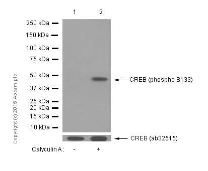 Anti-CREB (phospho S133) antibody [E113](AB32096)