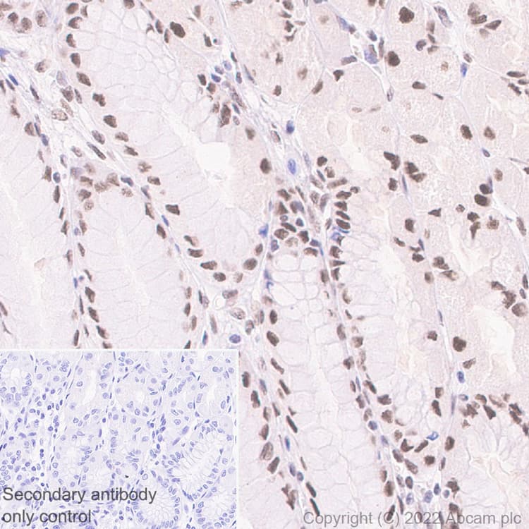 Anti-HNRPH2/HNRNPH2 antibody [EPR12171] - BSA and Azide free(ab250397)