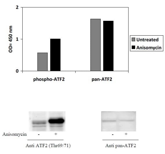 Phospho-ATF2 (T69/71) and Total ATF2 ELISA Kit(AB279738)