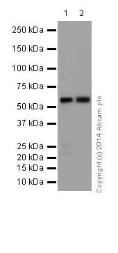 Anti-IRF5 antibody [EPR17067](AB181553)