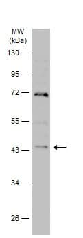 Anti-GSK3 beta antibody(AB227208)