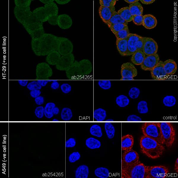 Anti-MTAP antibody [EPR22570-76](ab254265)