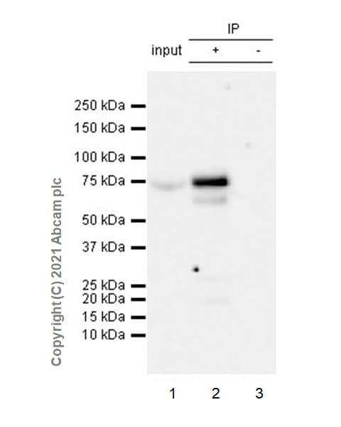 Anti-GRHL2 antibody [EPR24386-76](AB271023)