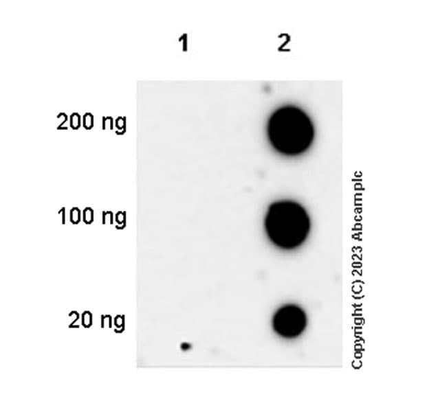 Gentamicin Antibody Epr27991 65 Bsa And Azide Free Ab314127  Dot Blot Img419915