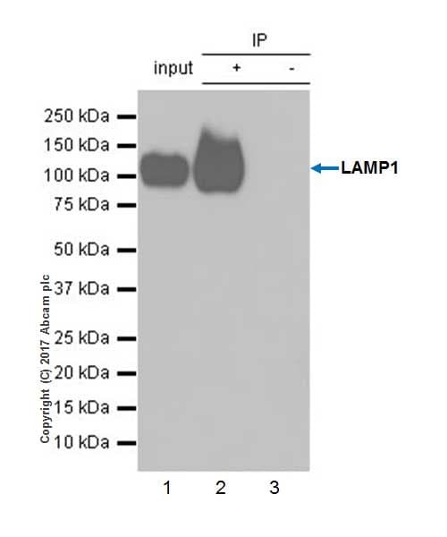 Anti-LAMP1 antibody [EPR21026](AB208943)