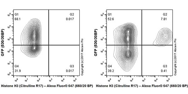 Anti-Histone H3 (citrulline R17) antibody [EPR20358-120](AB219407)