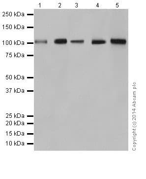 Anti-Rb antibody [EPR17512](AB181616)