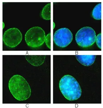 Immunocytochemistry Immunofluorescence Anti Lamin B1 Antibody Nuclear Envelope Marker Ab16048 Image05