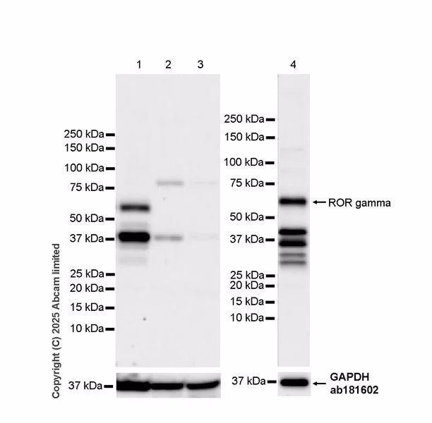 Western Blot Anti Gapdh Antibody Epr16891 Loading Control Image03