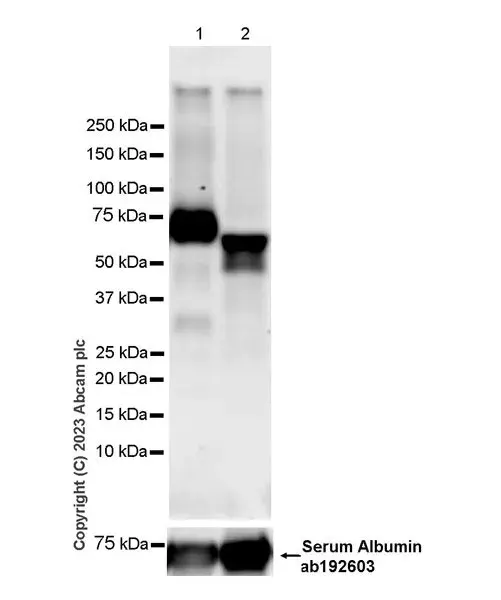 Anti-Albumin antibody [EPR12774](AB192603)
