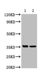 Anti-Nectin-4 antibody(AB235897)