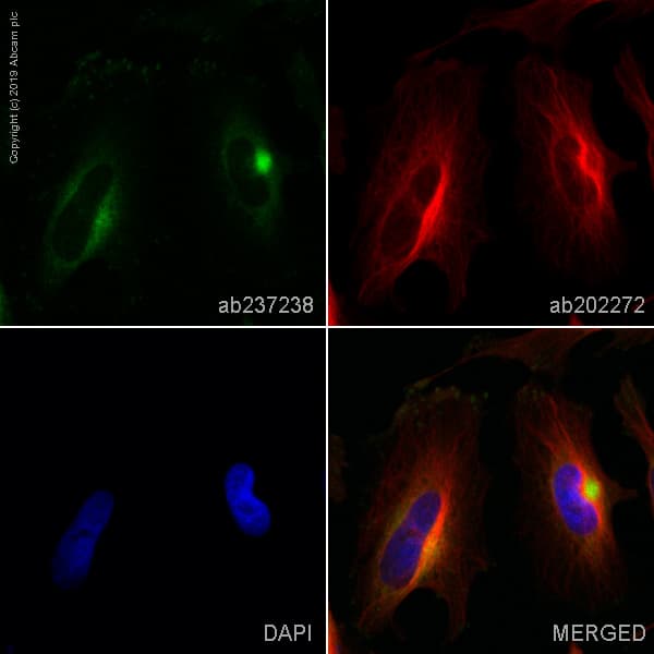 Alexa Fluor® 488 Anti-Collagen III antibody [EPR17673](AB237238)