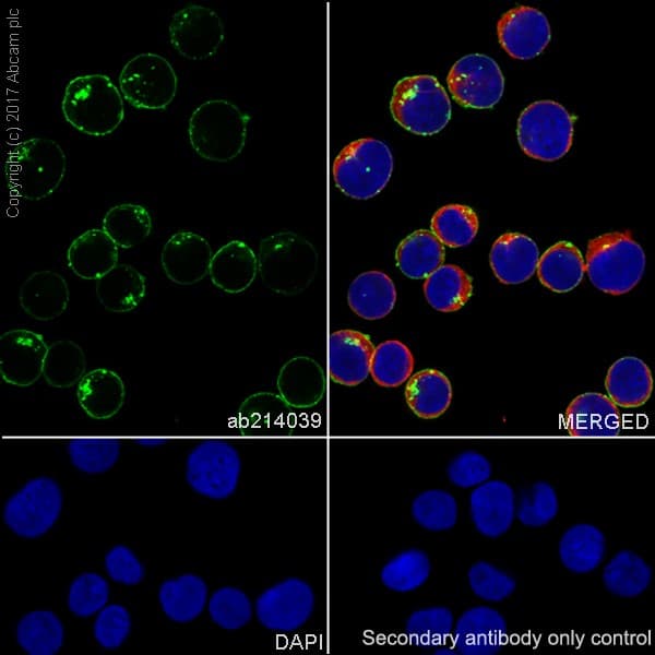 Anti-Transferrin Receptor antibody [EPR20584](AB214039)