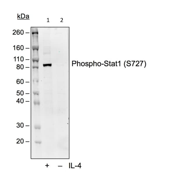 Anti-STAT1 (phospho S727) antibody [Stat1S727-C6](AB278718)