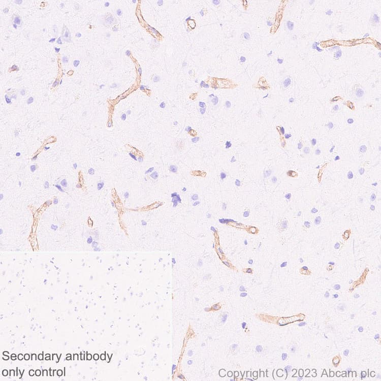 Anti-Heparan Sulfate Proteoglycan 2/Perlecan antibody [EPR28345-62] - BSA and Azide free(AB315241)