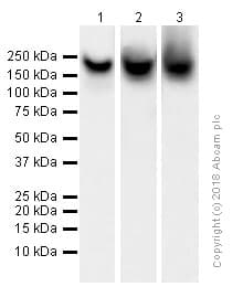 Anti-BRG1 antibody [EPR3912](AB108318)