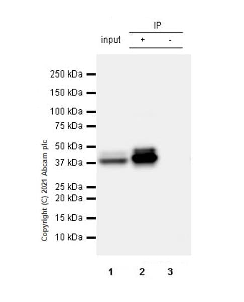 Anti-GNAS antibody [EPR24177-24] - BSA and Azide free(AB283287)