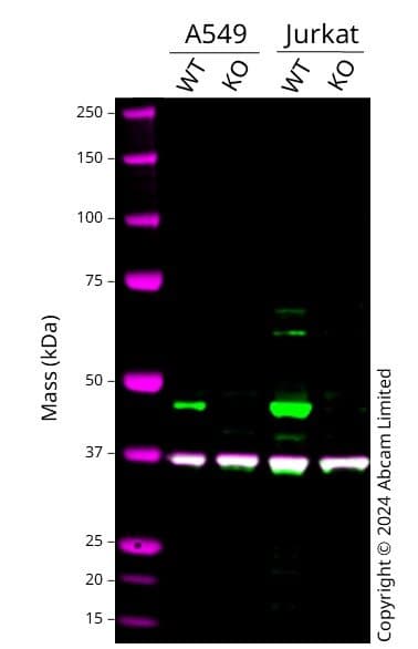 Idh2 Antibody 5f11 Ab55271  Western Blot Img435384