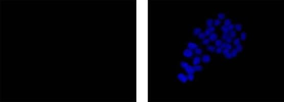 Rabbit IgG, monoclonal [EPR25A] - Isotype Control - BSA and Azide Free(AB210849)
