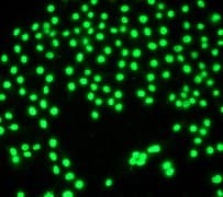 Pi 3 Kinase P110 Delta Antibody Y387 Bsa And Azide Free Ab247253  Immunocytochemistry Immunofluorescence Img132035