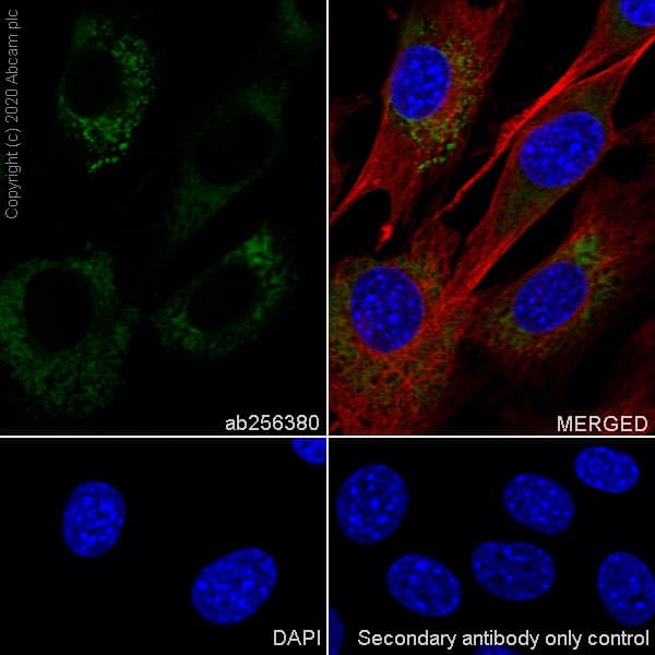 Laminin Beta 1 Antibody Epr23265 32 Bsa And Azide Free Ab273053  Immunocytochemistry Immunofluorescence Img117858