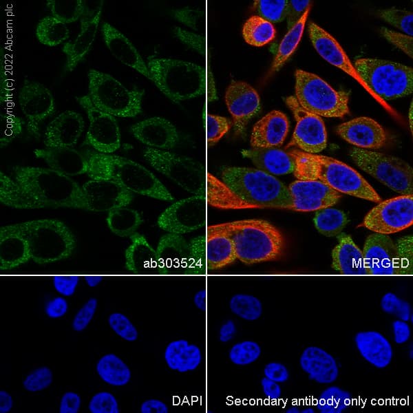 Anti-eRF3A/GSPT1 antibody [EPR27296-4](AB303524)